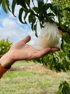 Pesca di Leonforte IGP ph press1