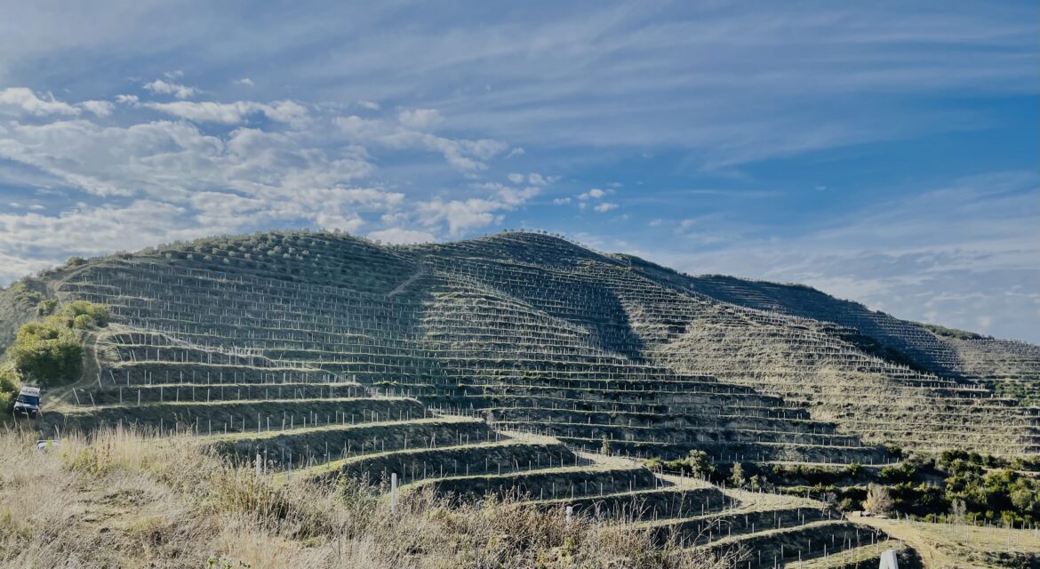 I vigneti terrazzati di Çobo Winery sulle colline di Berat, Albania
