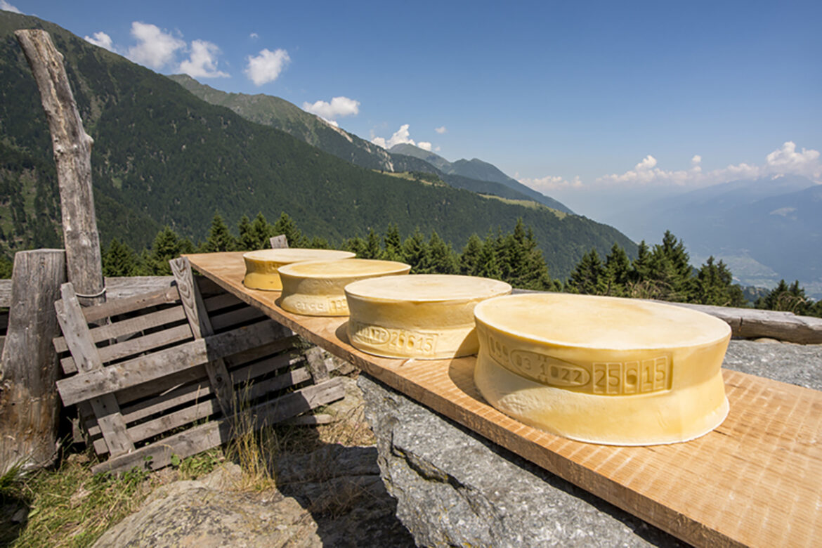 Forme di formaggio Bitto DOP in stagionatura all'aperto su asse di legno in un alpeggio della Valtellina