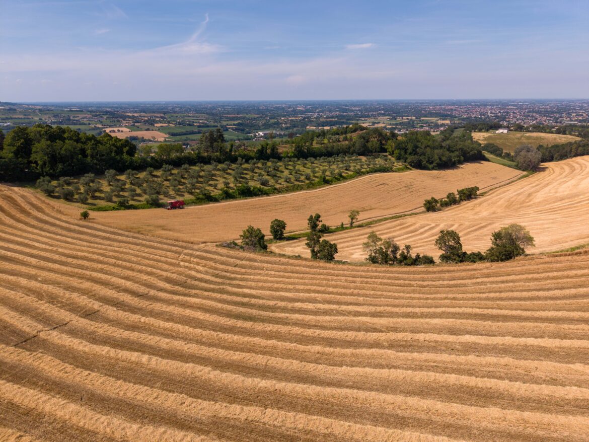 Campi di grano dell'Oasi nella Crescita Plasmon in Emilia-Romagna, vista aerea durante la mietitura