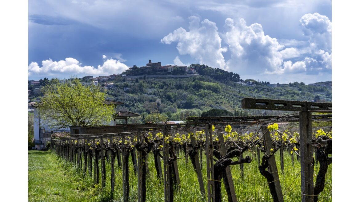 Filari di vigneto Cantina Tollo con il borgo abruzzese sullo sfondo
